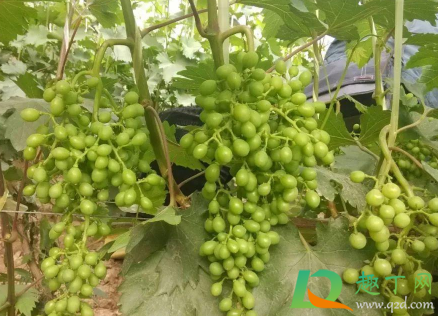 葡萄搭架怎么搭最好3