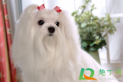 小狗驱虫药吃几次一次吃几天3