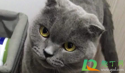 猫指甲剪出血会自愈吗4