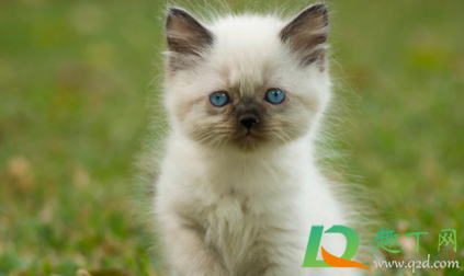 小猫出生20天可以送人吗4