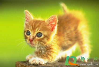 猫一直在家会得猫瘟吗4