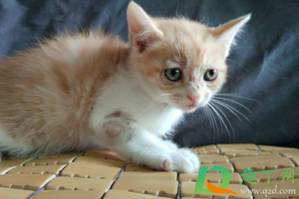 猫咪感冒可以不管吗4