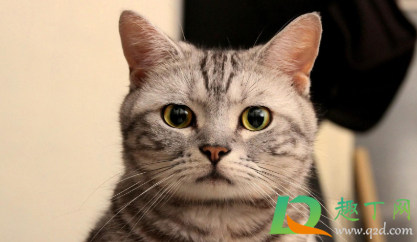 猫得传腹后能活多久4