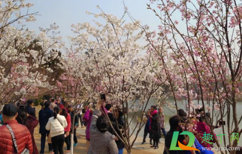 北京樱花几月开20214