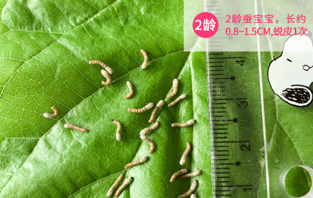 蚕生长的四个过程图片简笔画4
