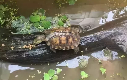 养龟困水需要多长时间4