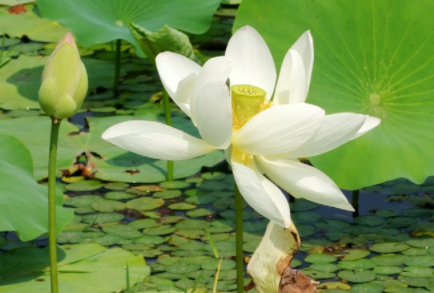 北京玉渊潭公园荷花在哪个区4