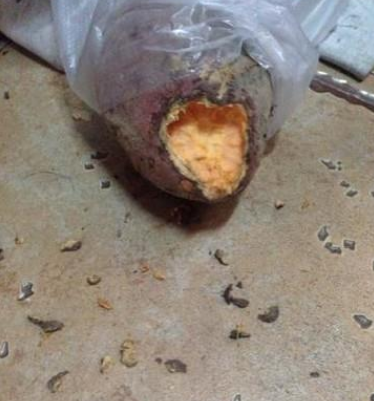 怎么避免老鼠上你床上5