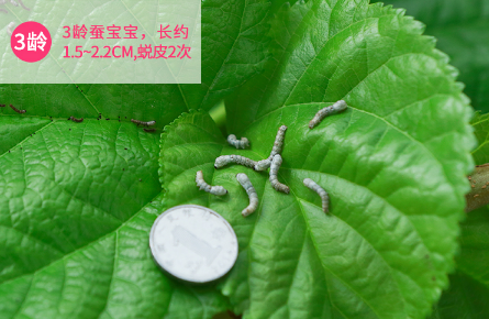 蚕生长的四个过程图片简笔画5