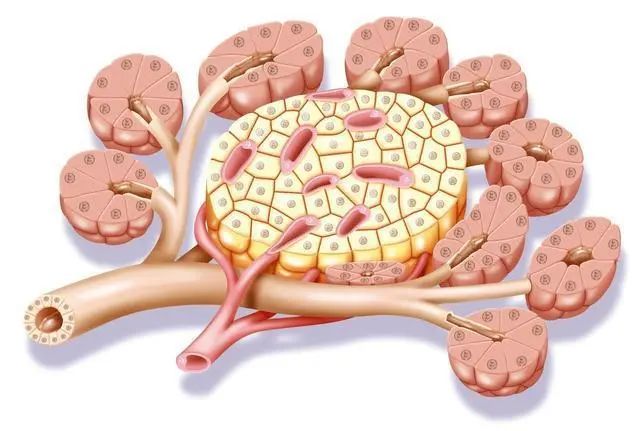 红枣，是糖尿病的“加速器”吗？医生：保护胰岛，少吃这4物