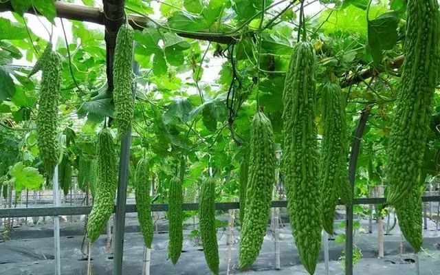 红枣，是糖尿病的“加速器”吗？医生：保护胰岛，少吃这4物