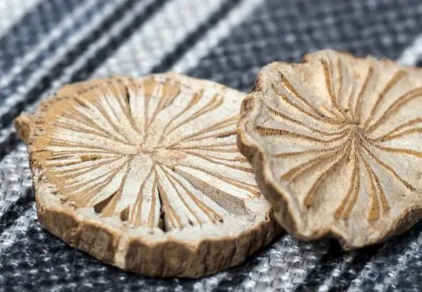 黄芪伤肾，经常喝黄芪泡水危害大？提醒：真正伤肾的是这3种中药