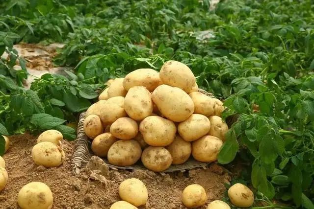 这7种“吃剩”的食物，宁愿丢掉也不能放冰箱，看完务请转给父母