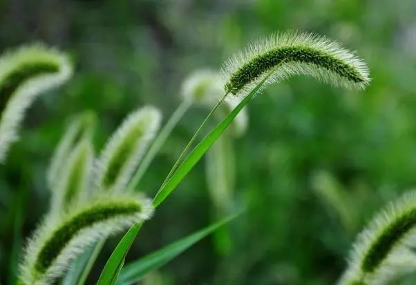 “狗尾巴草”是个宝，用它来煮水喝，或能帮助解决这6个问题
