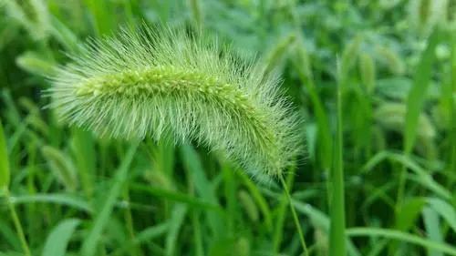 “狗尾巴草”是个宝，用它来煮水喝，或能帮助解决这6个问题