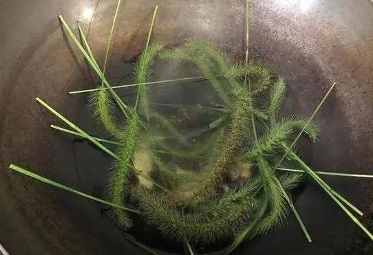 “狗尾巴草”是个宝，用它来煮水喝，或能帮助解决这6个问题