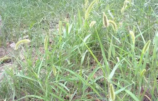 “狗尾巴草”是个宝，用它来煮水喝，或能帮助解决这6个问题