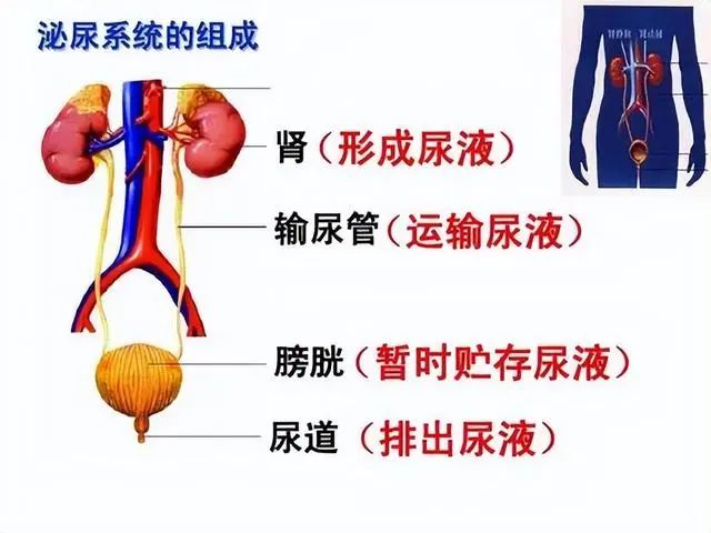 喝水后一直小便的人，与半天不去厕所的人，谁的身体更健康？