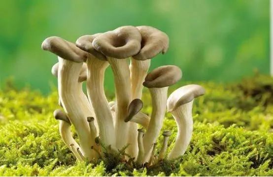 高尿酸能吃西红柿吗？忌口6种食物，帮助稳定尿酸，痛风不敢靠近