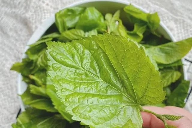 高尿酸能吃西红柿吗？忌口6种食物，帮助稳定尿酸，痛风不敢靠近