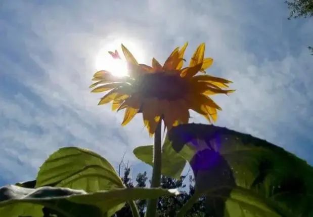 女性过了50岁，2种食物要舍得吃，堪称“天然护骨素”，更显年轻