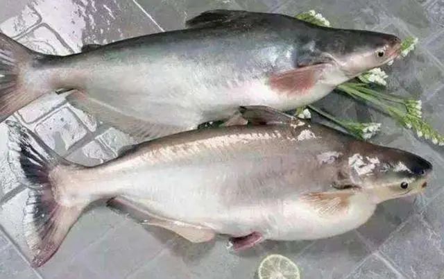 请停止吃这4种鱼，多数含有甲醛和重金属，白血病或很“喜欢”