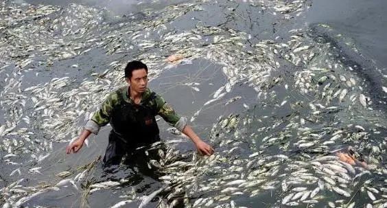 请停止吃这4种鱼，多数含有甲醛和重金属，白血病或很“喜欢”