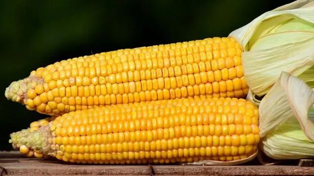 减肥适合吃的6种主食，玉米排第4，第一个不妨常吃，建议了解一下