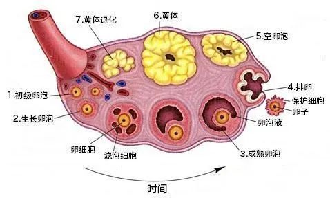 3种食物“自带”黄体酮，建议：过了45岁的女人不妨多吃点