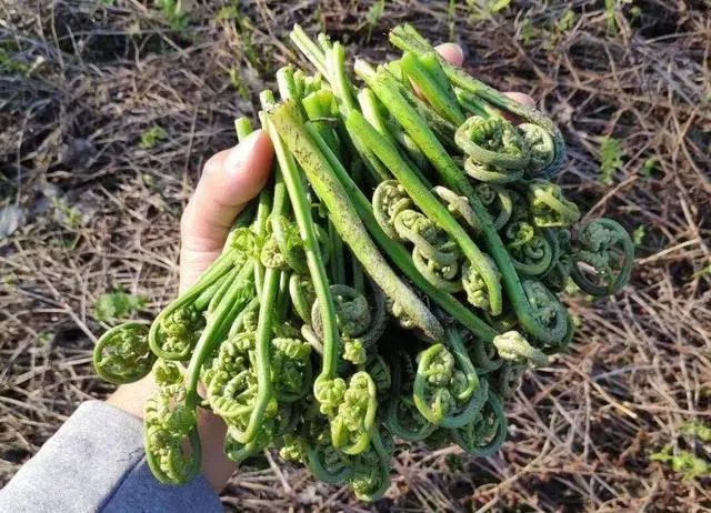 蕨菜到底是在“养生”还是在“养癌”？结果公布，还是早了解的好