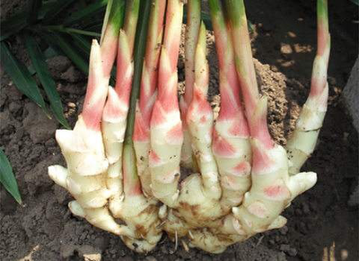 生姜发芽后有毒吗？医生提醒：这4种食物发芽后，不能吃