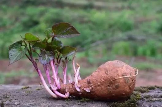 生姜发芽后有毒吗？医生提醒：这4种食物发芽后，不能吃