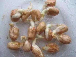 生姜发芽后有毒吗？医生提醒：这4种食物发芽后，不能吃
