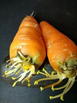 生姜发芽后有毒吗？医生提醒：这4种食物发芽后，不能吃