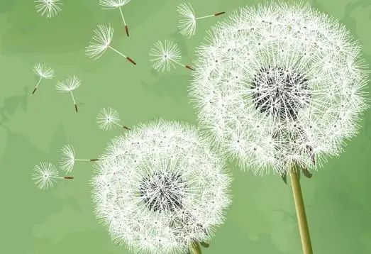 蒲公英的“黄金搭档”，坚持泡水喝，肝变红润，睡眠也好了