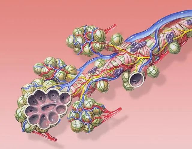 成功戒烟后，肺能恢复正常吗？提示：戒烟尽量不要超过这个岁数