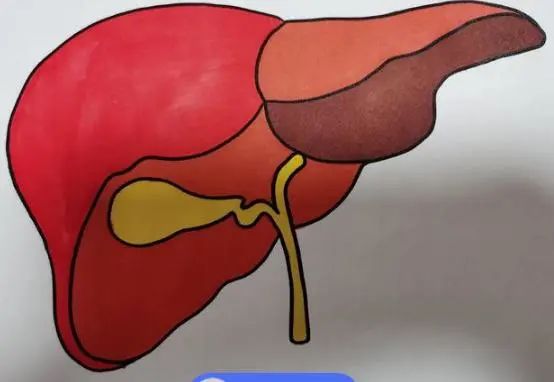 医生忠告：肝不好的人，5种水果平时可多吃，或能帮助修复肝功能
