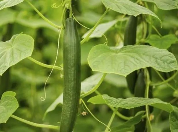 苦瓜能降尿酸吗？医生：这6种食物才是降尿酸能手，平时不妨多吃