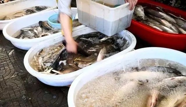 鲫鱼，曾经公认的淡水美味，为啥现在没人吃？看完原因感觉真不冤