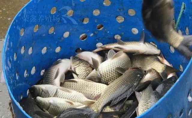 鲫鱼，曾经公认的淡水美味，为啥现在没人吃？看完原因感觉真不冤