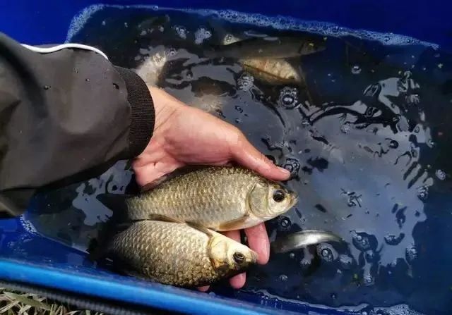 鲫鱼，曾经公认的淡水美味，为啥现在没人吃？看完原因感觉真不冤