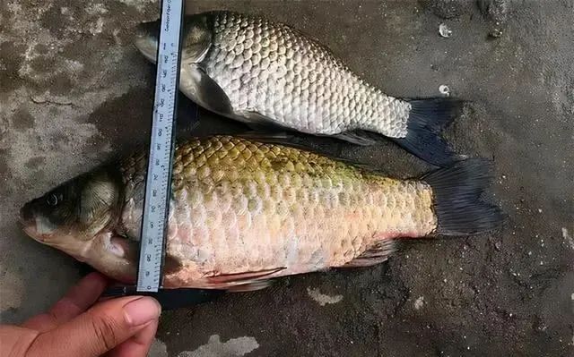 鲫鱼，曾经公认的淡水美味，为啥现在没人吃？看完原因感觉真不冤