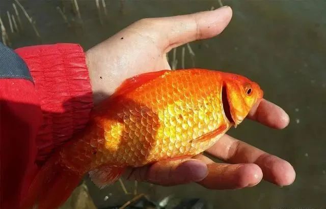 鲫鱼，曾经公认的淡水美味，为啥现在没人吃？看完原因感觉真不冤