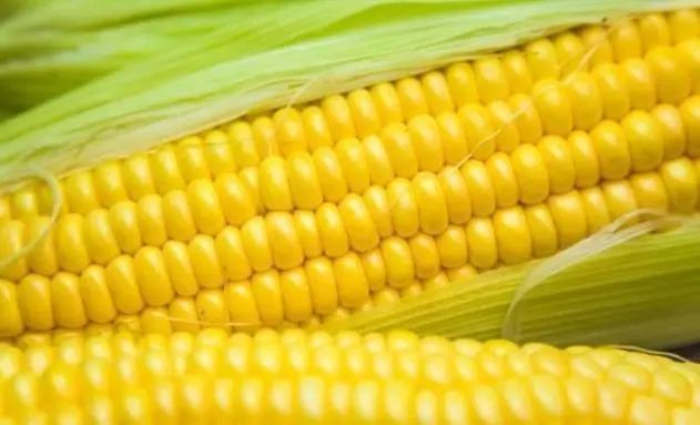 玉米是胃炎的“加速器”？提醒：想养胃，建议少碰四果，做好六事