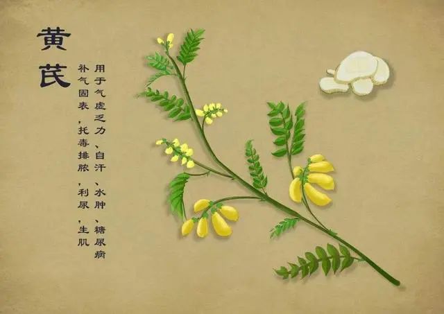 常喝黄芪水补气养血，但3种人喝了，可能是“自找麻烦”