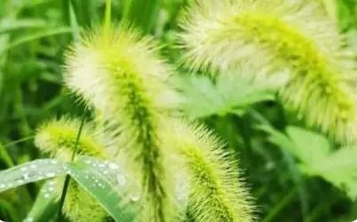 “狗尾巴草”是个宝，用它煮水喝，或能帮助解决这5种问题