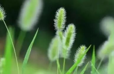 “狗尾巴草”是个宝，用它煮水喝，或能帮助解决这5种问题