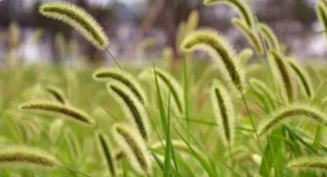 “狗尾巴草”是个宝，用它煮水喝，或能帮助解决这5种问题