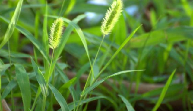 “狗尾巴草”是个宝，用它煮水喝，或能帮助解决这5种问题