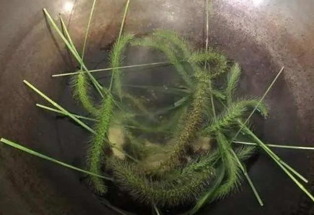 “狗尾巴草”是个宝，用它煮水喝，或能帮助解决这5种问题